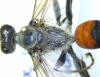 Sphex funerarius
